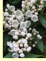 Лавр горный, или кальмия широколистная (Kalmia latifolia species) Лавр горный, или кальмия широколистная (Kalmia latifolia species)
